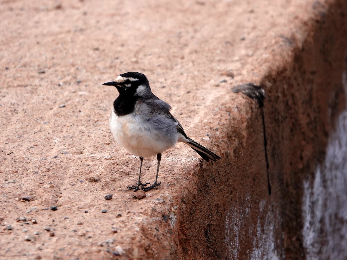 White Wagtail (Moroccan) - ML619816861