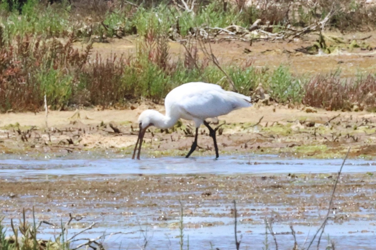 Eurasian Spoonbill - ML619816874