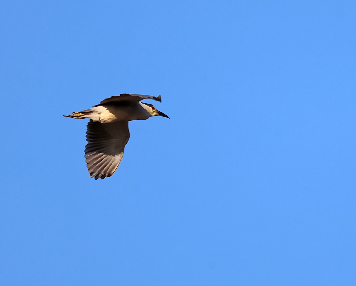 Black-crowned Night Heron - ML619816883