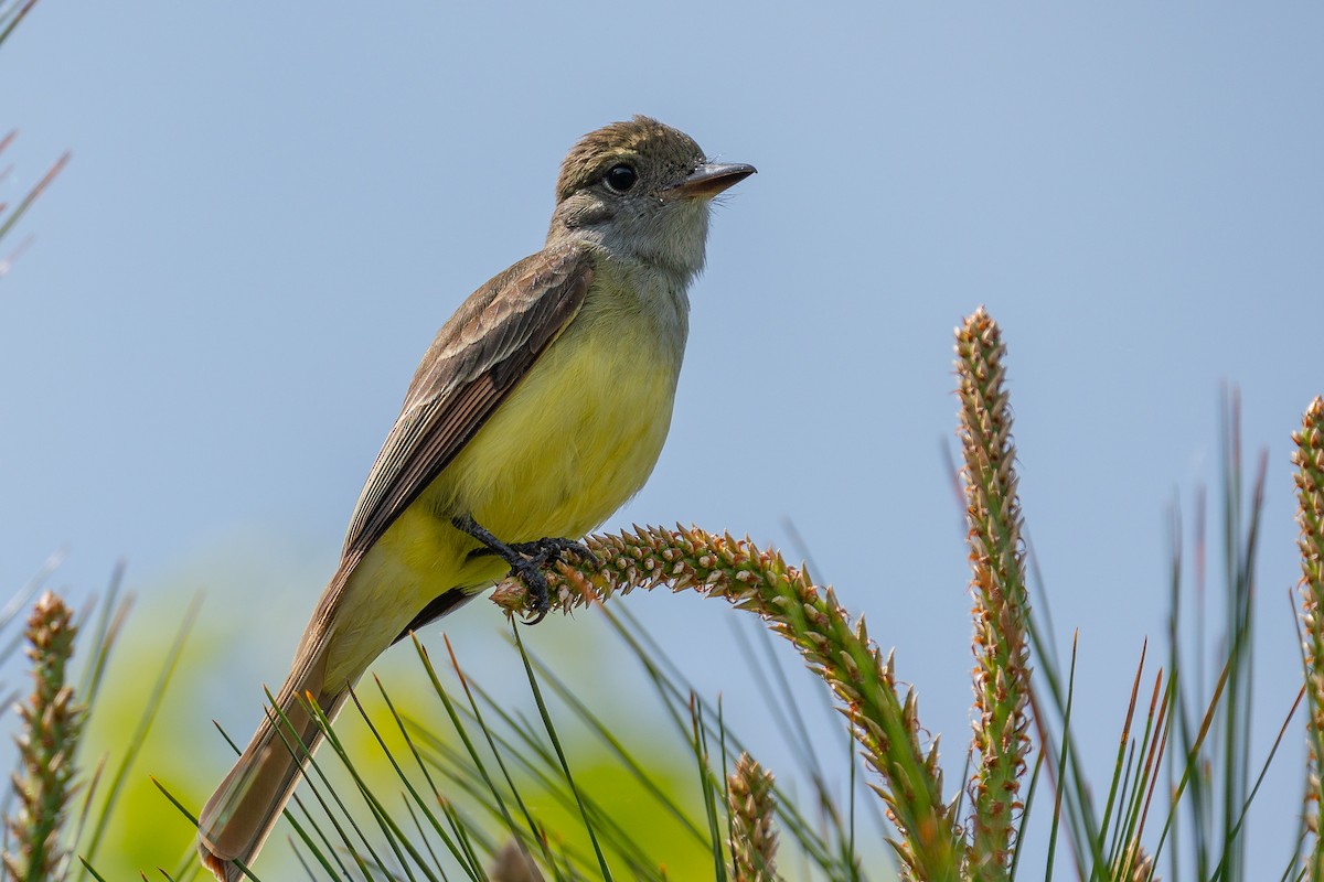 Great Crested Flycatcher - ML619816886
