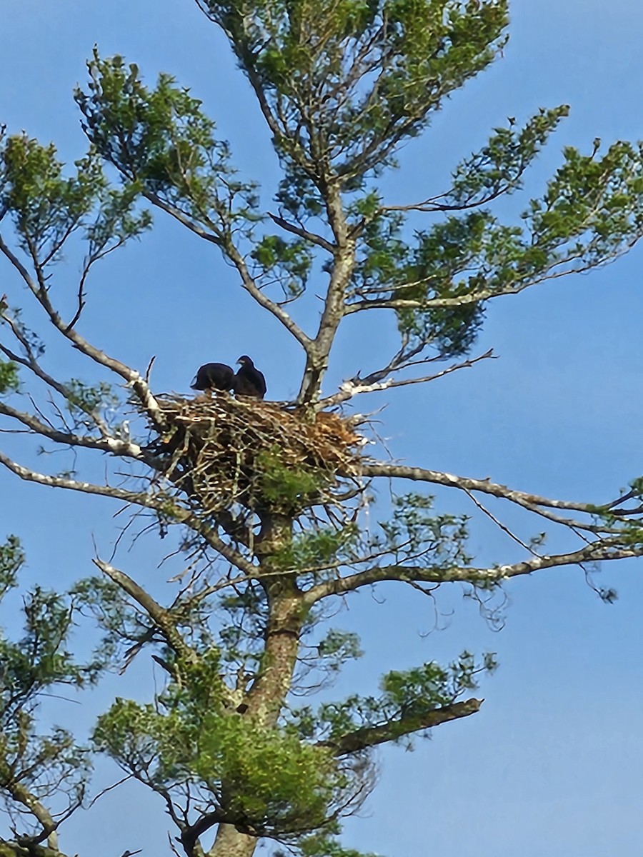 Bald Eagle - ML619816891