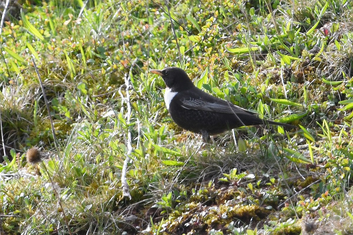 Ring Ouzel (Northern) - ML619816892