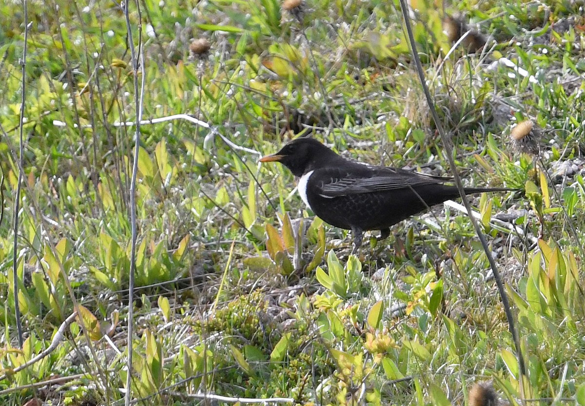 Ring Ouzel (Northern) - ML619816895
