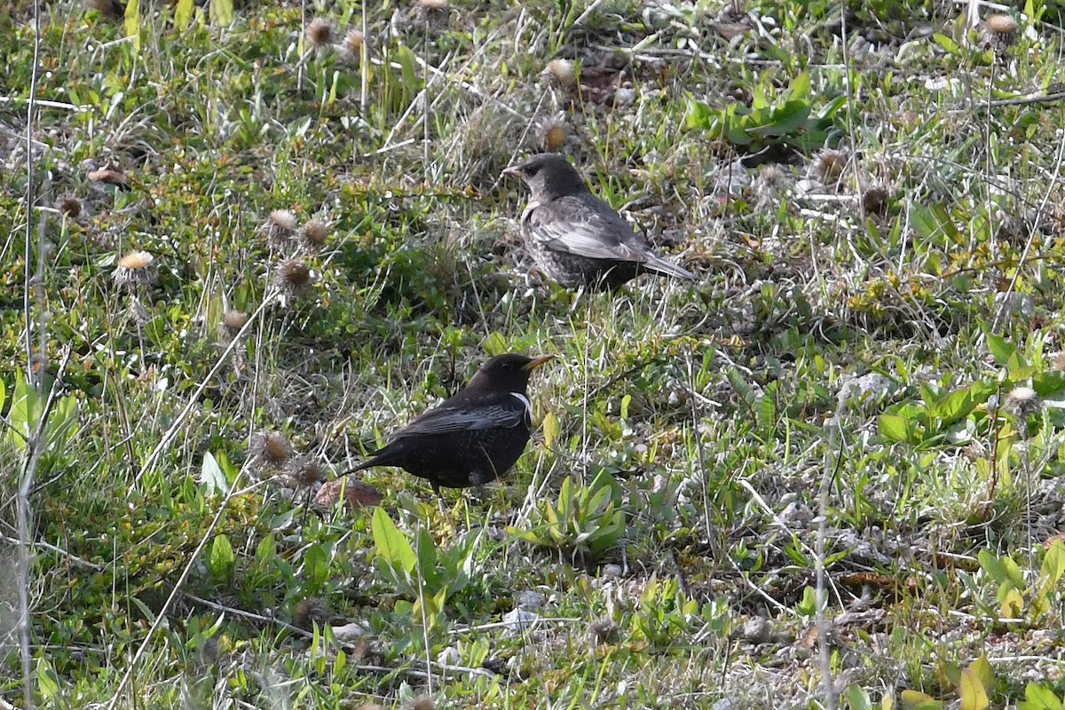 Ring Ouzel (Northern) - ML619816902