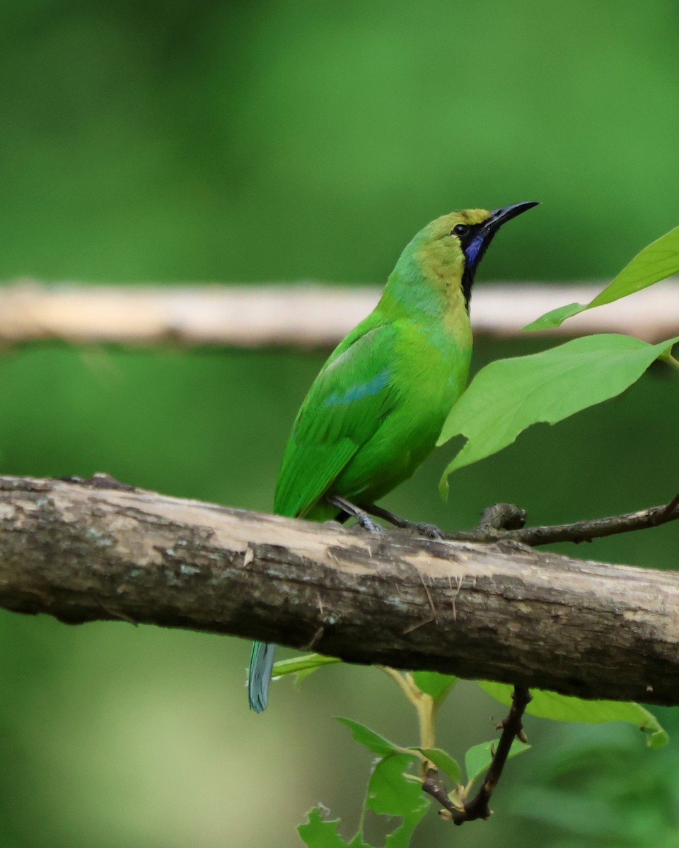Jerdon's Leafbird - ML619816904
