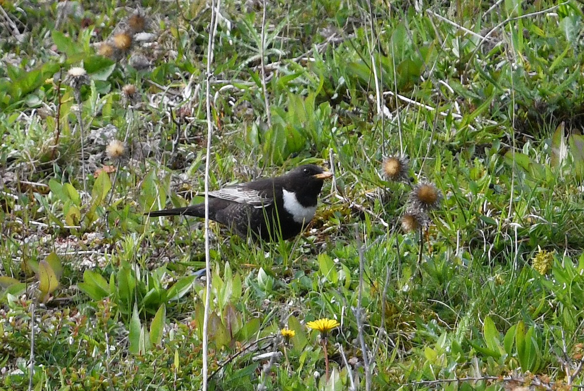 Ring Ouzel (Northern) - ML619816906