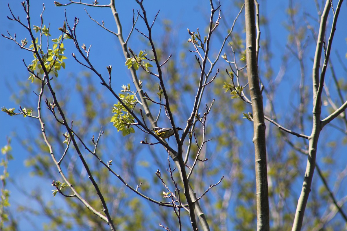 Magnolia Warbler - ML619816915