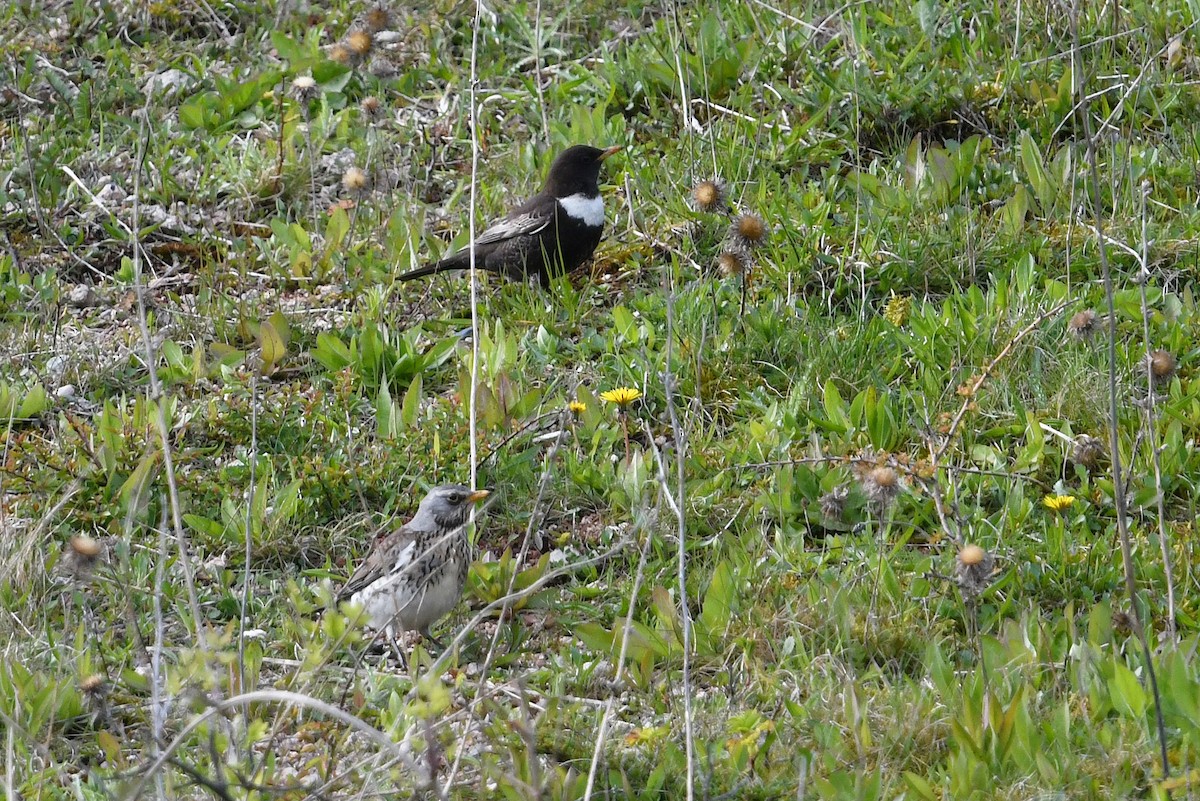 Ring Ouzel (Northern) - ML619816919