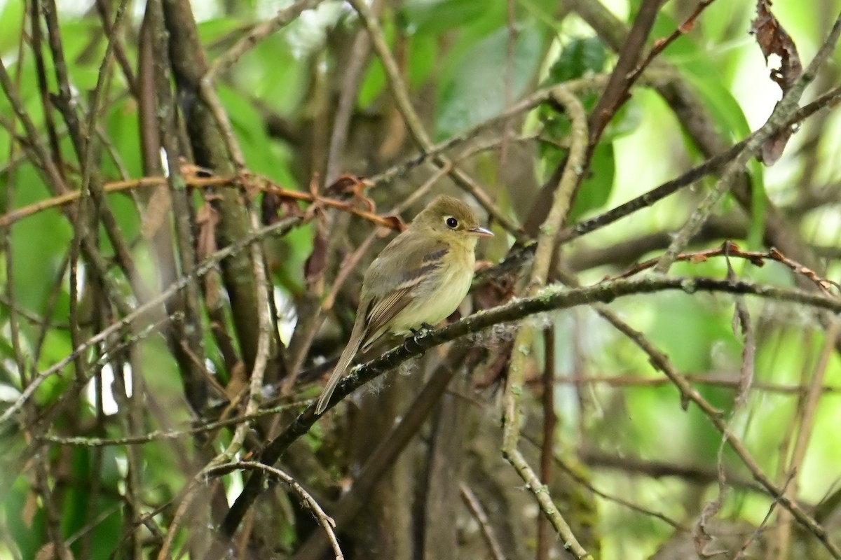 Western Flycatcher - ML619816920