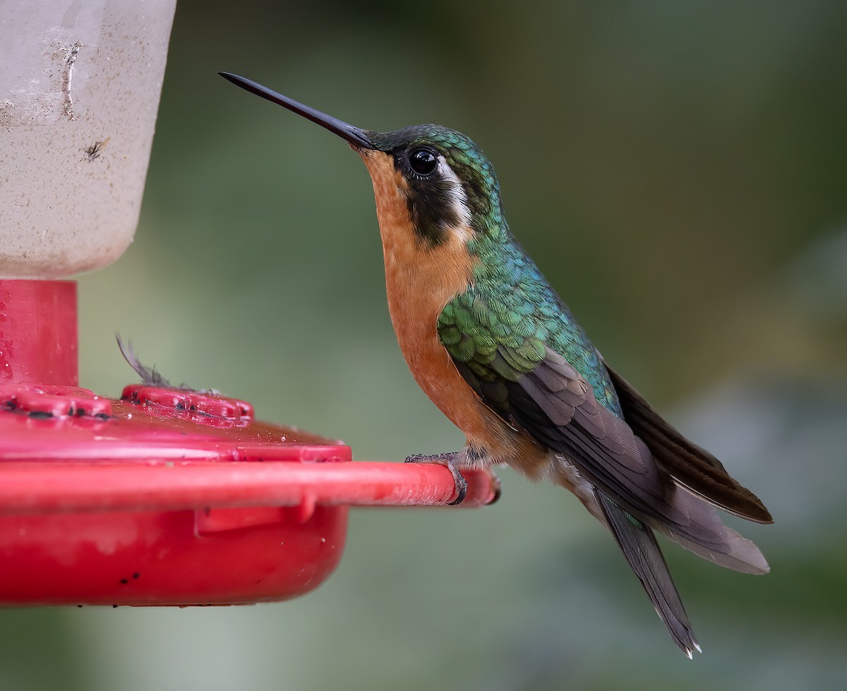 Colibrí Ventricastaño - ML619816921