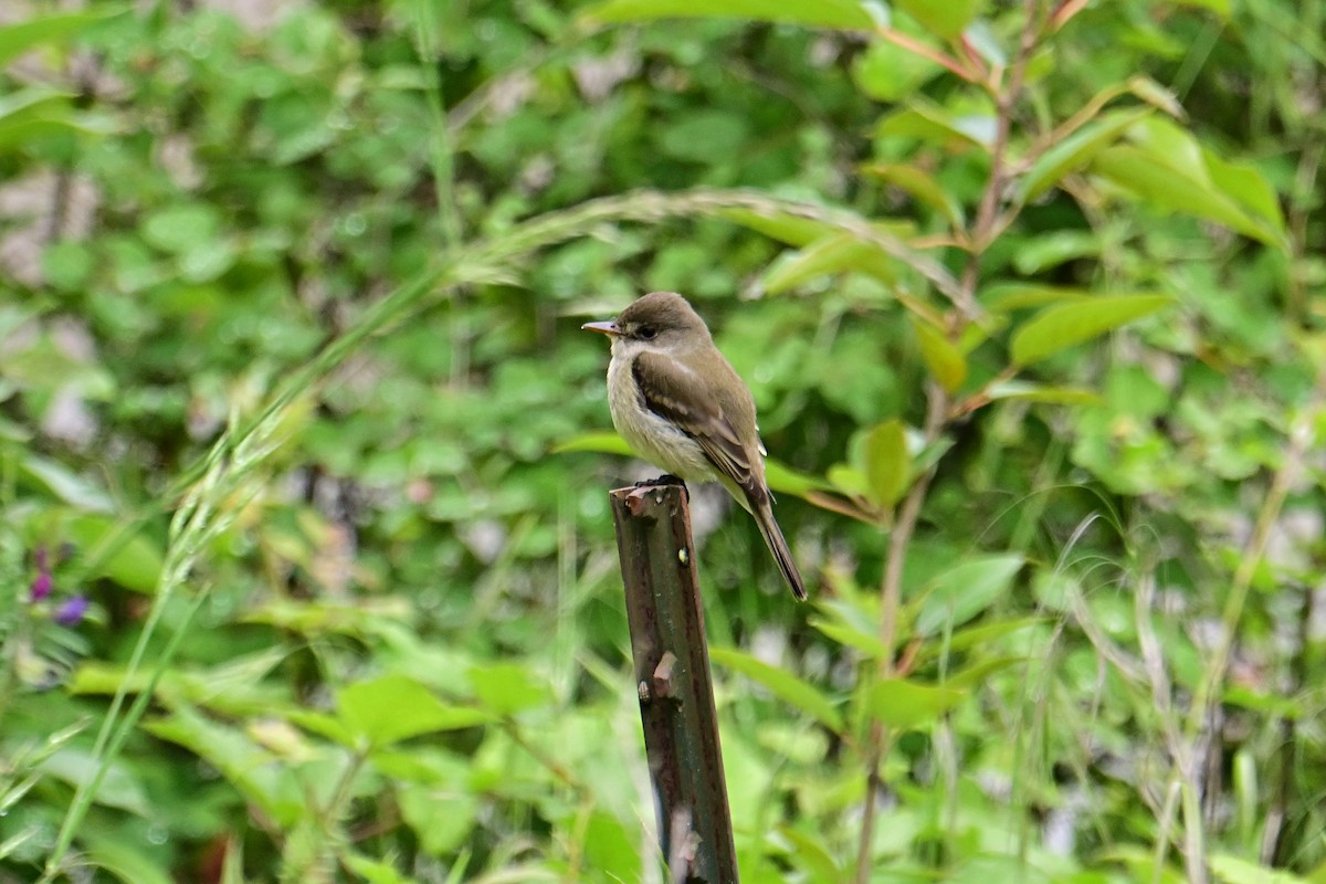 Willow Flycatcher - ML619816925