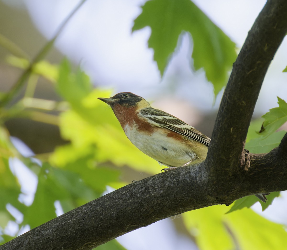 Bay-breasted Warbler - ML619816956
