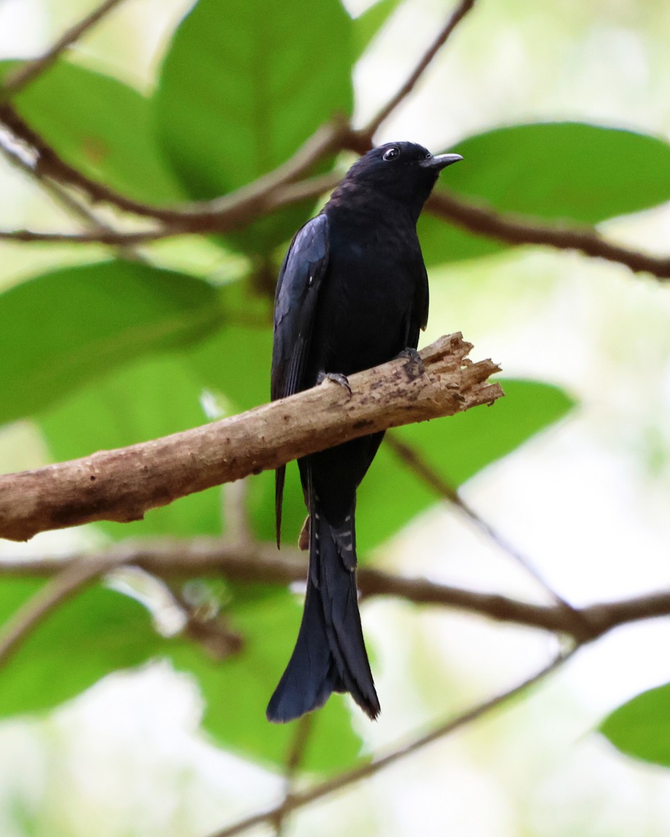 Fork-tailed Drongo-Cuckoo - ML619816966