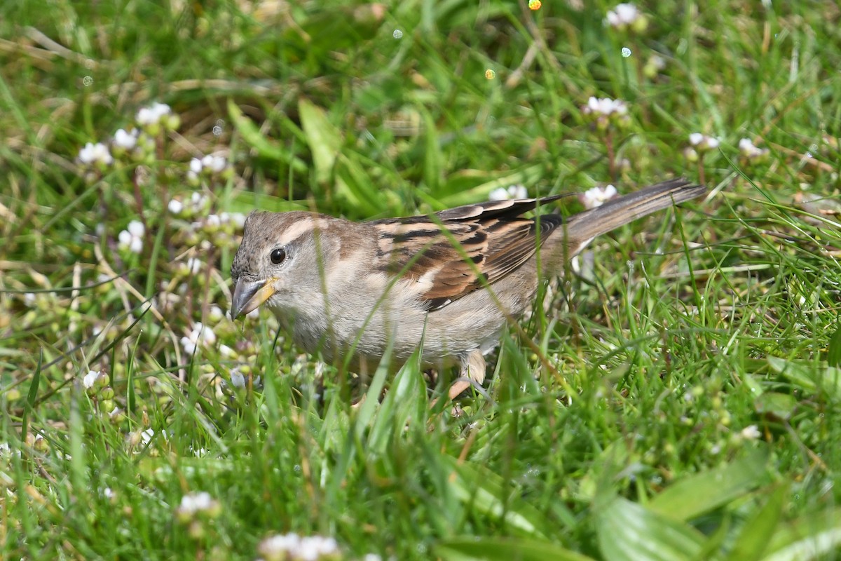 House Sparrow - ML619816970
