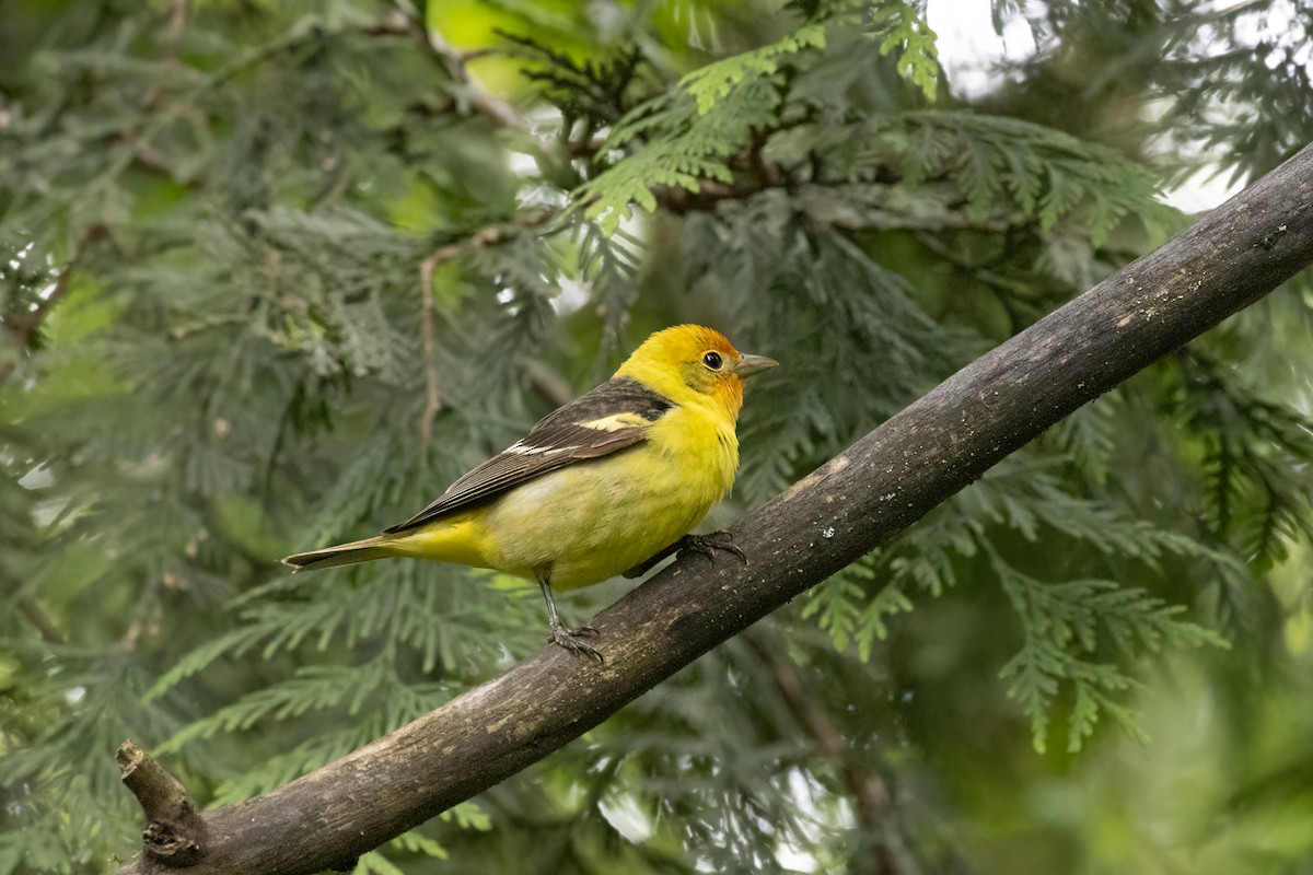 Western Tanager - ML619816971