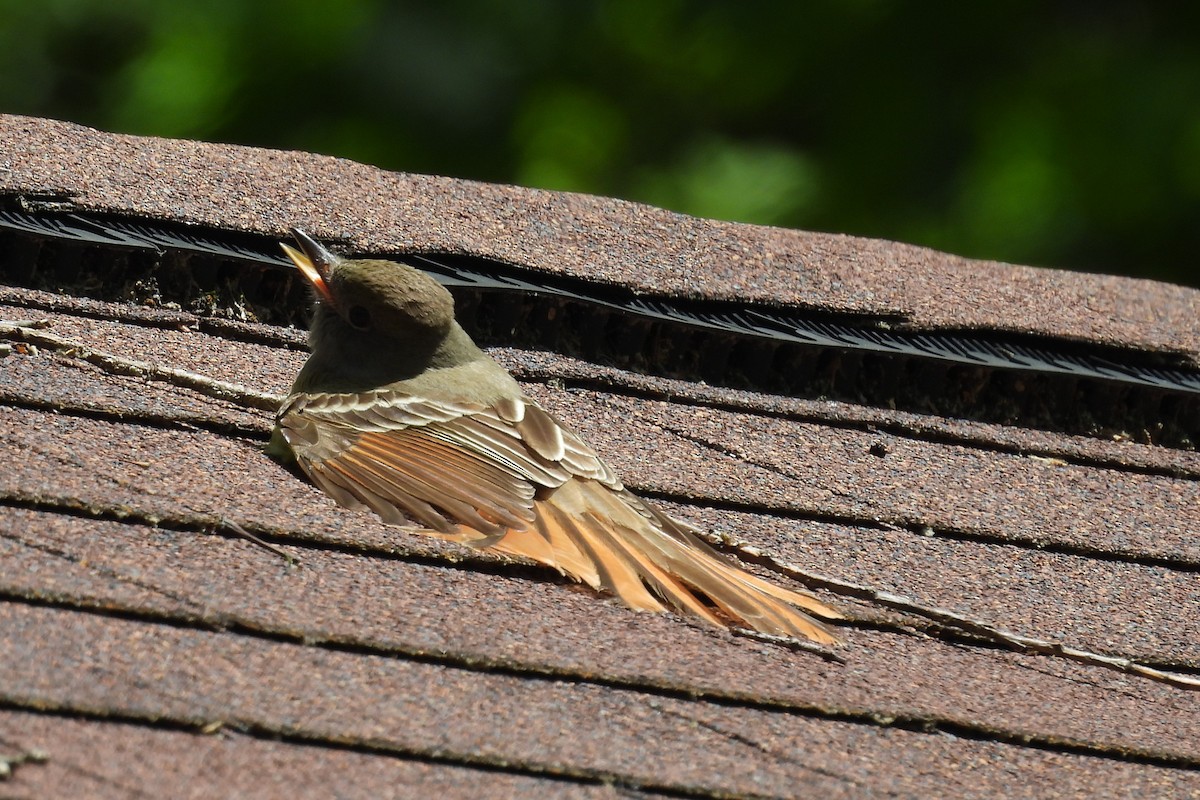 Great Crested Flycatcher - ML619816982