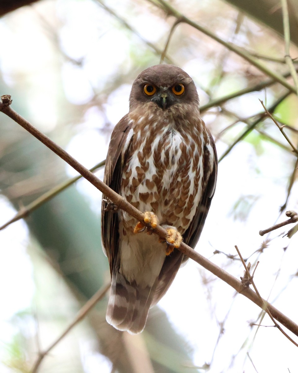 Brown Boobook - ML619816988