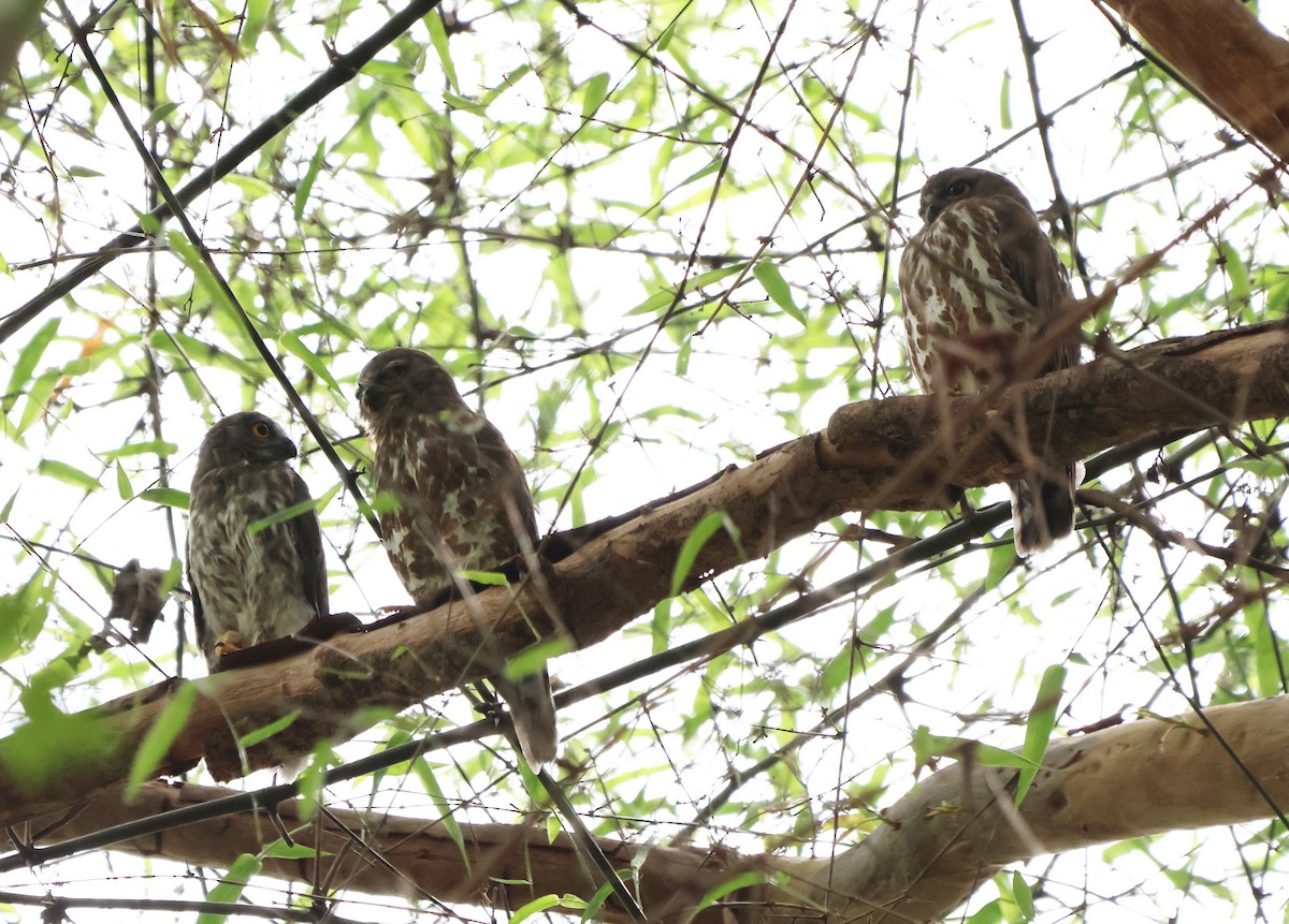 Brown Boobook - ML619816989