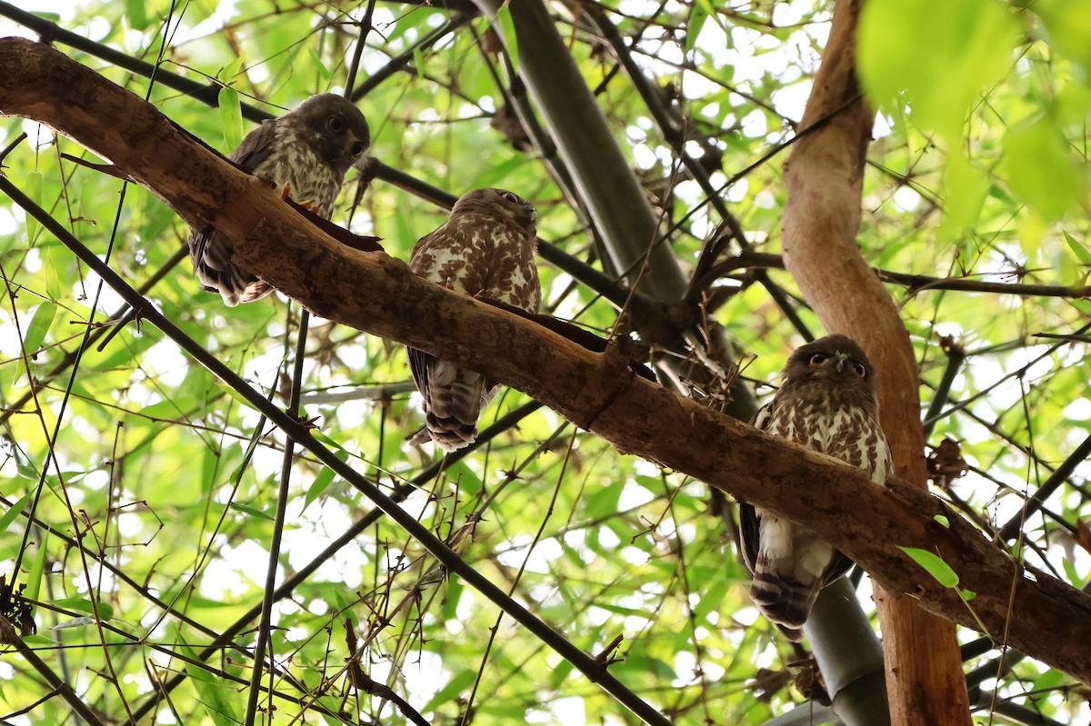 Brown Boobook - ML619816990