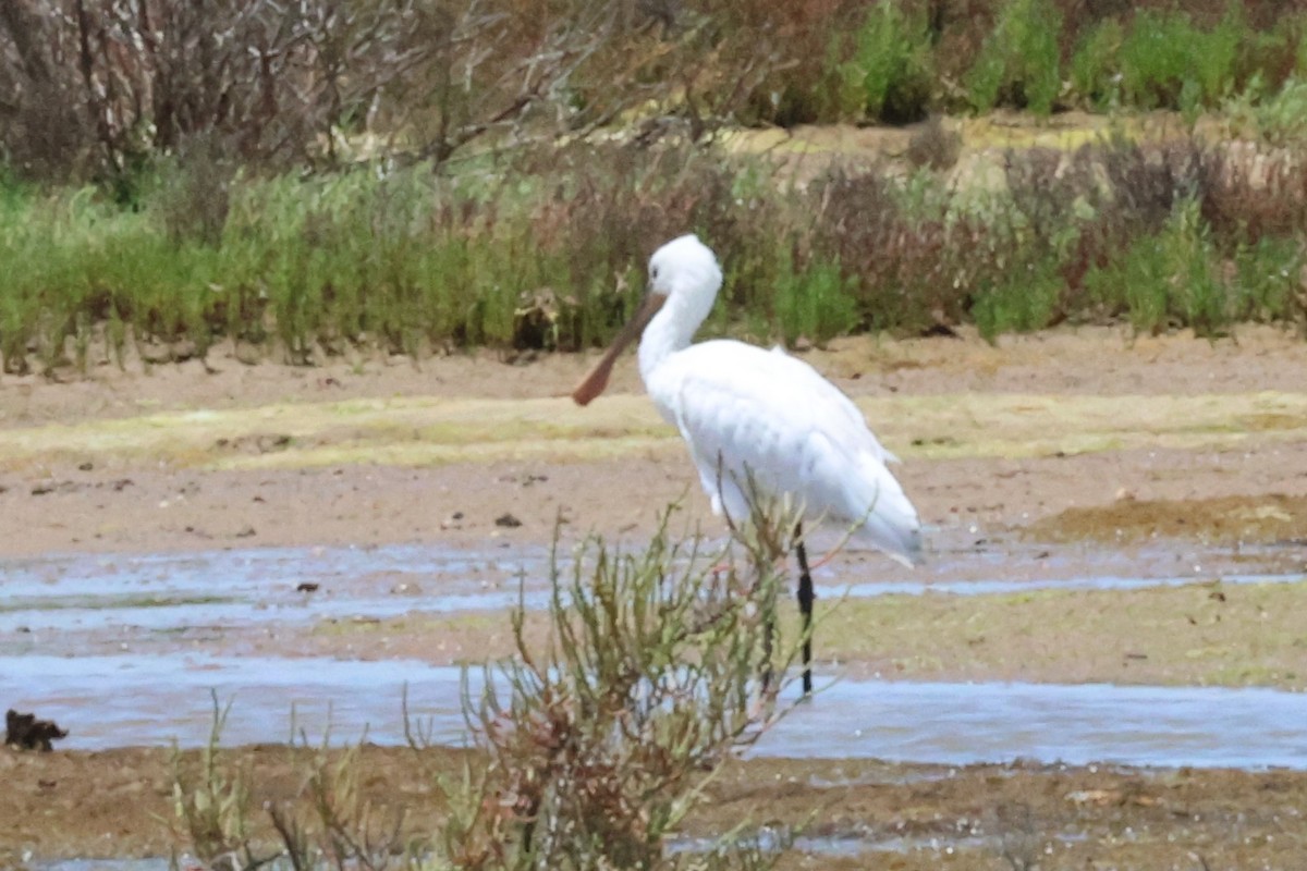 Eurasian Spoonbill - ML619816995