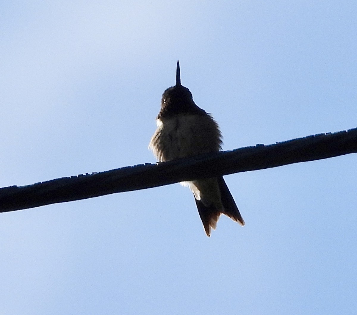 Ruby-throated Hummingbird - ML619817008