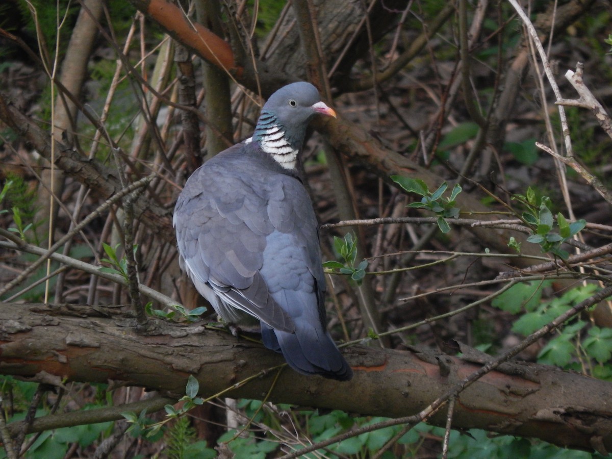 Common Wood-Pigeon - ML619817018