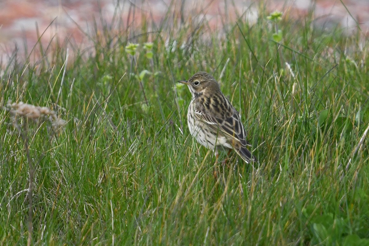 Meadow Pipit - ML619817046