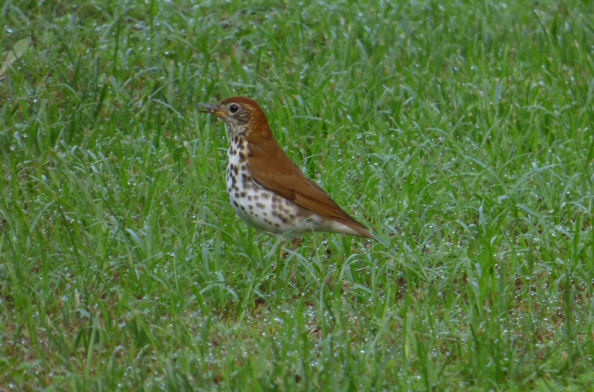 Wood Thrush - ML619817048