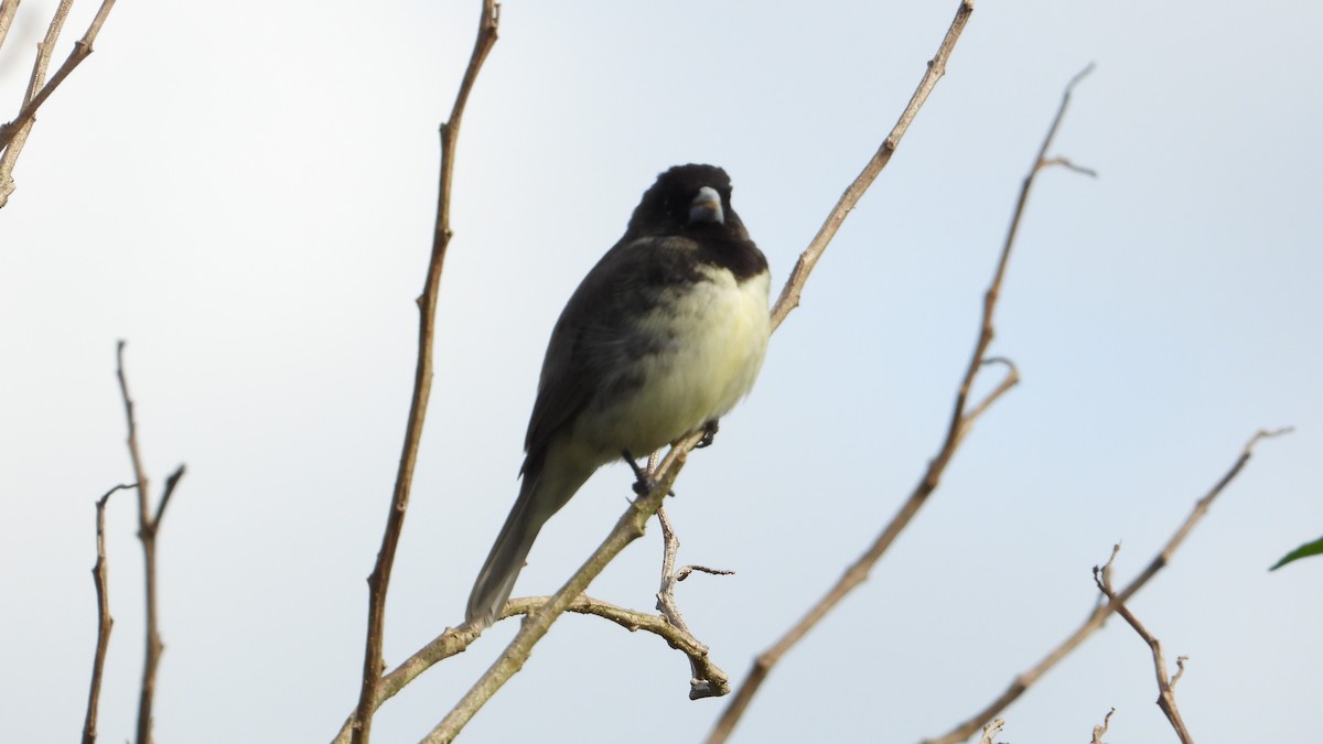 Yellow-bellied Seedeater - ML619817054