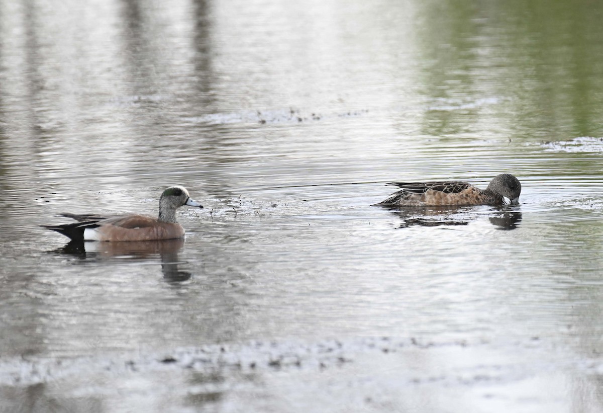 American Wigeon - Kathy Marche