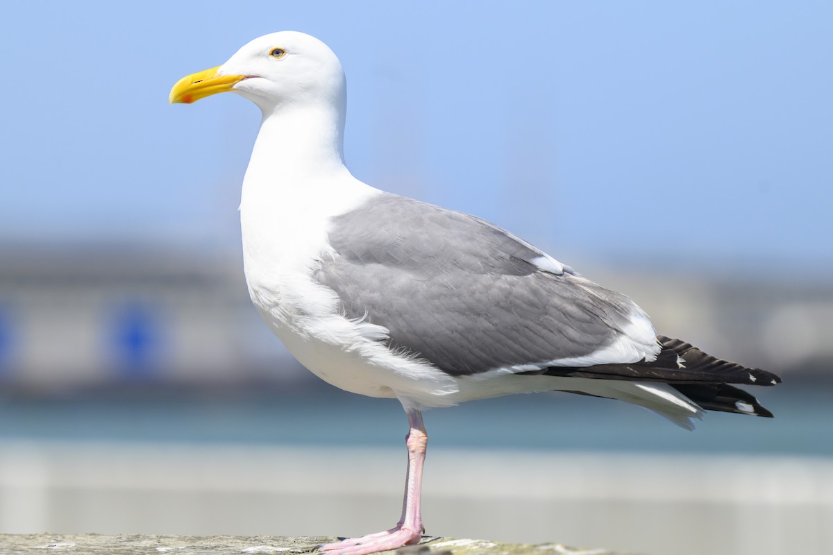 Gaviota Occidental - ML619817064