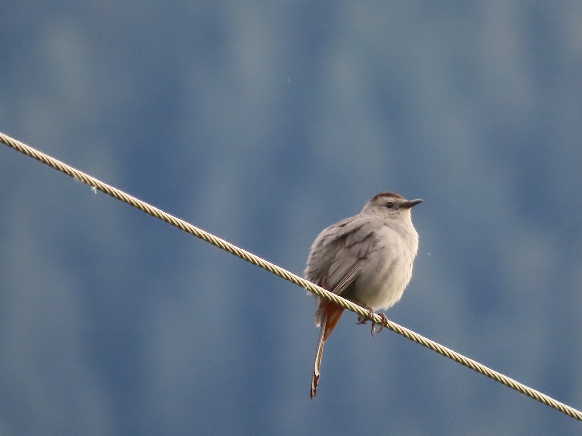 Gray Catbird - ML619817078