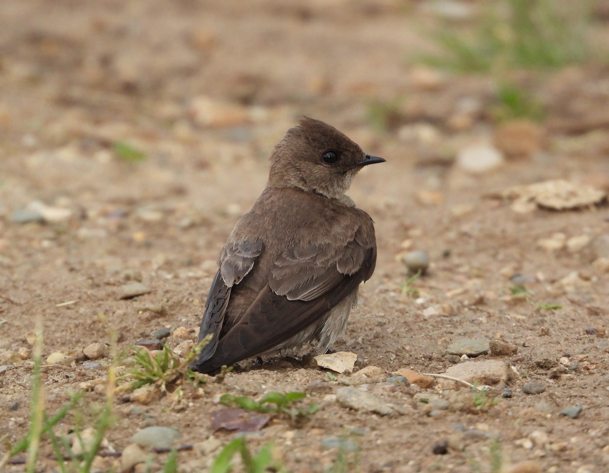 Northern Rough-winged Swallow - ML619817084