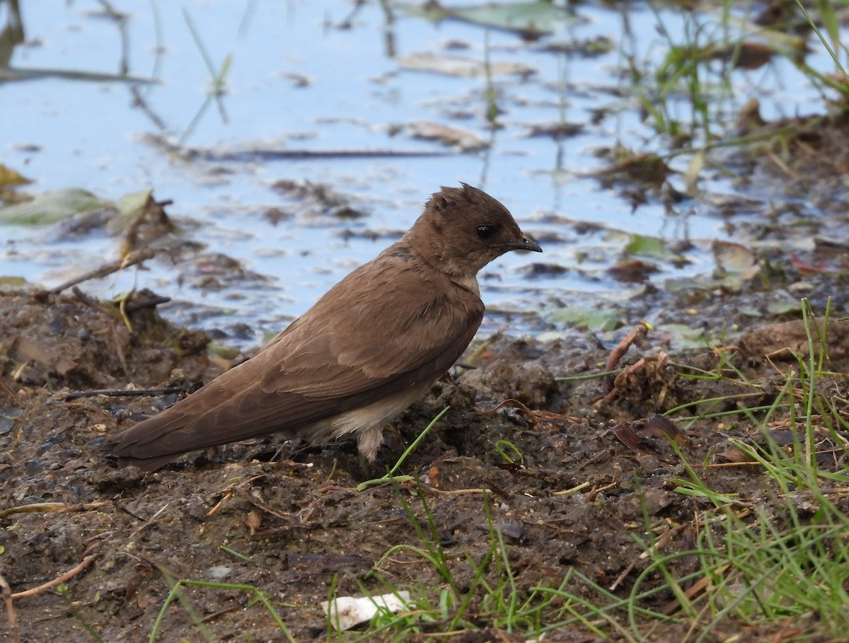 Northern Rough-winged Swallow - ML619817085