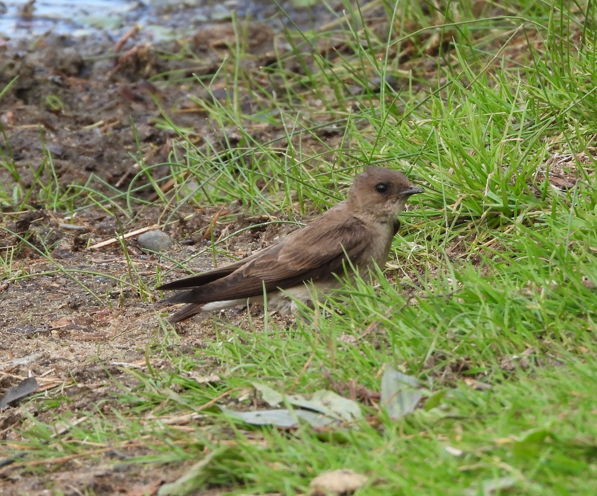 Northern Rough-winged Swallow - ML619817088