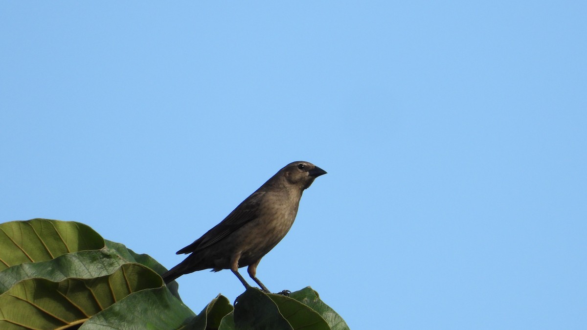 Palm Tanager - ML619817093