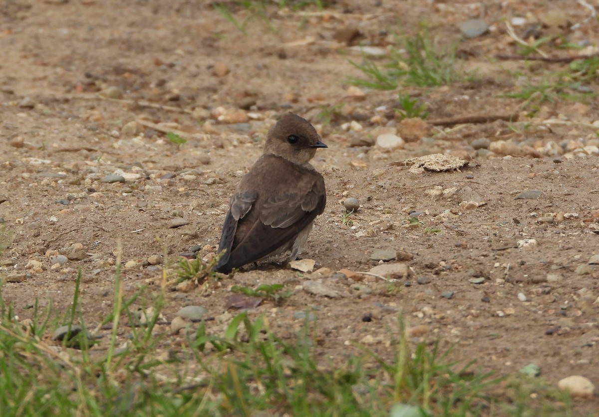 Northern Rough-winged Swallow - ML619817094
