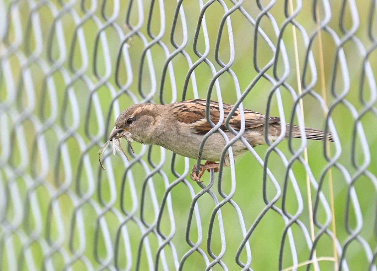 House Sparrow - ML619817098