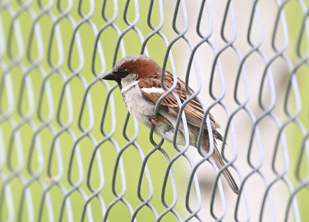 House Sparrow - ML619817099