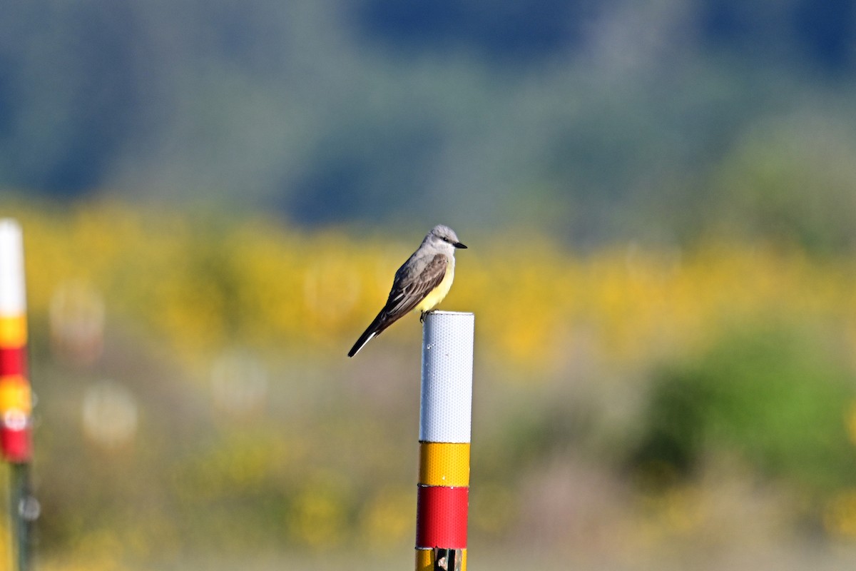 Western Kingbird - ML619817108