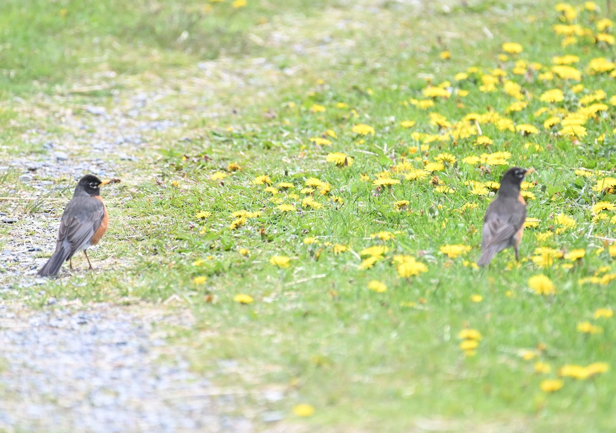 American Robin - ML619817111