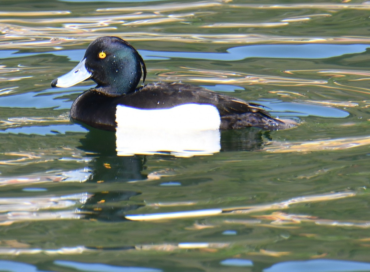 Tufted Duck - ML619817114