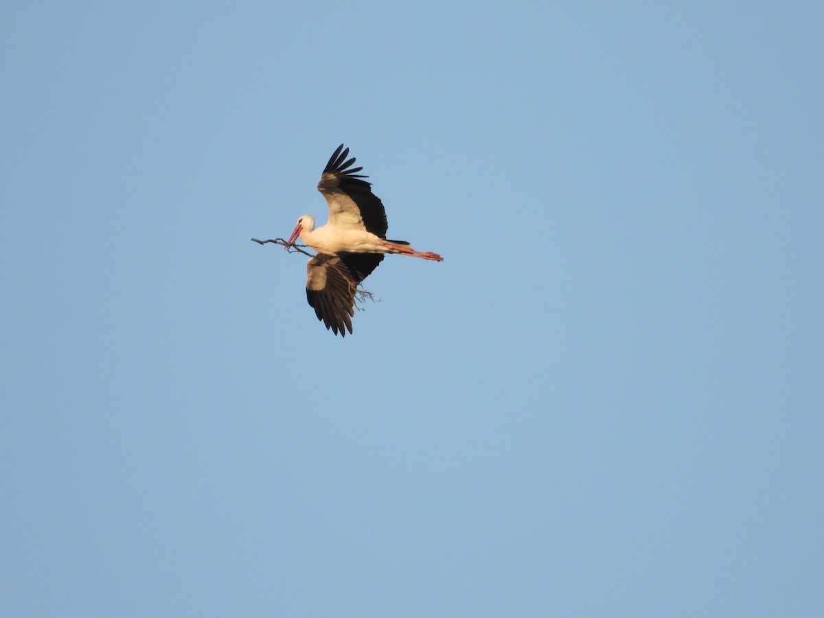 White Stork - ML619817116