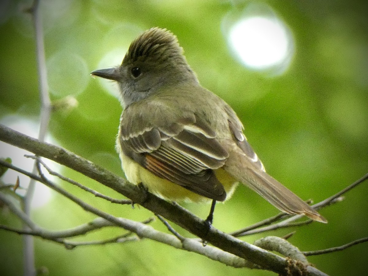 Great Crested Flycatcher - ML619817120