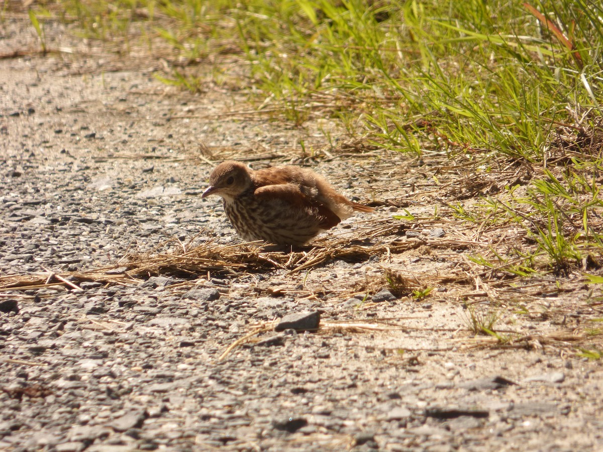 Brown Thrasher - ML619817133