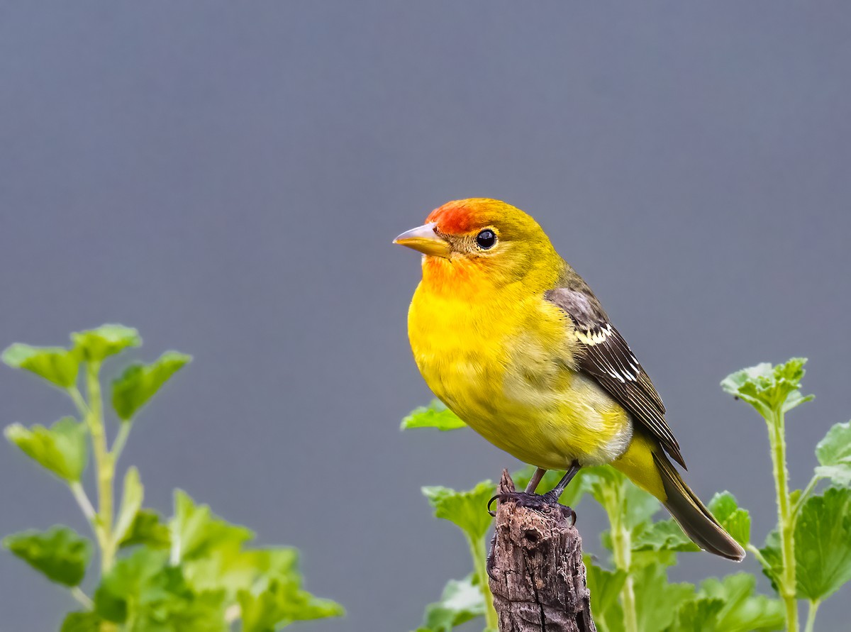 Western Tanager - ML619817134