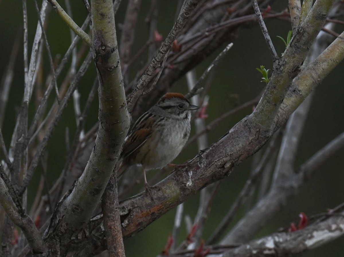 Swamp Sparrow - ML619817135