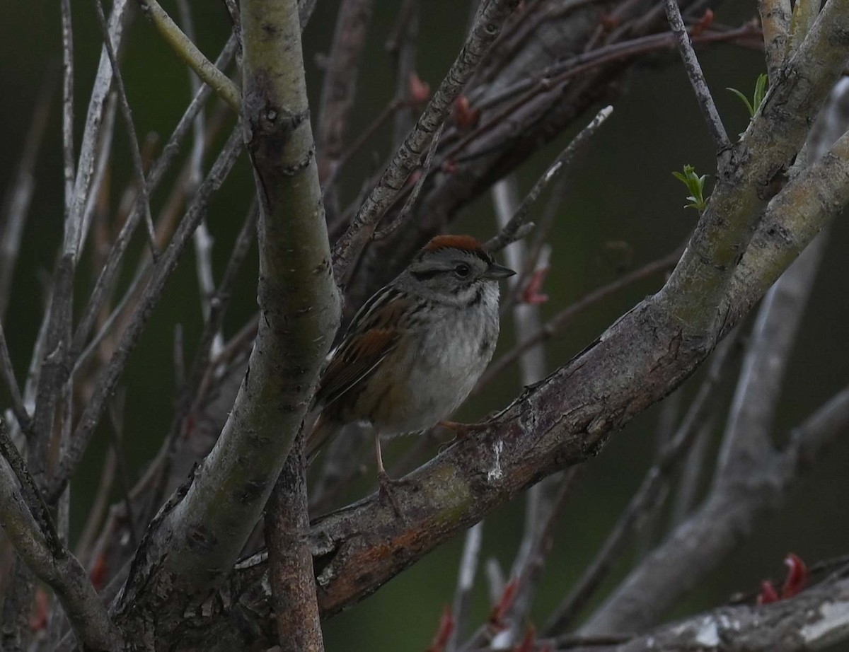 Swamp Sparrow - ML619817136