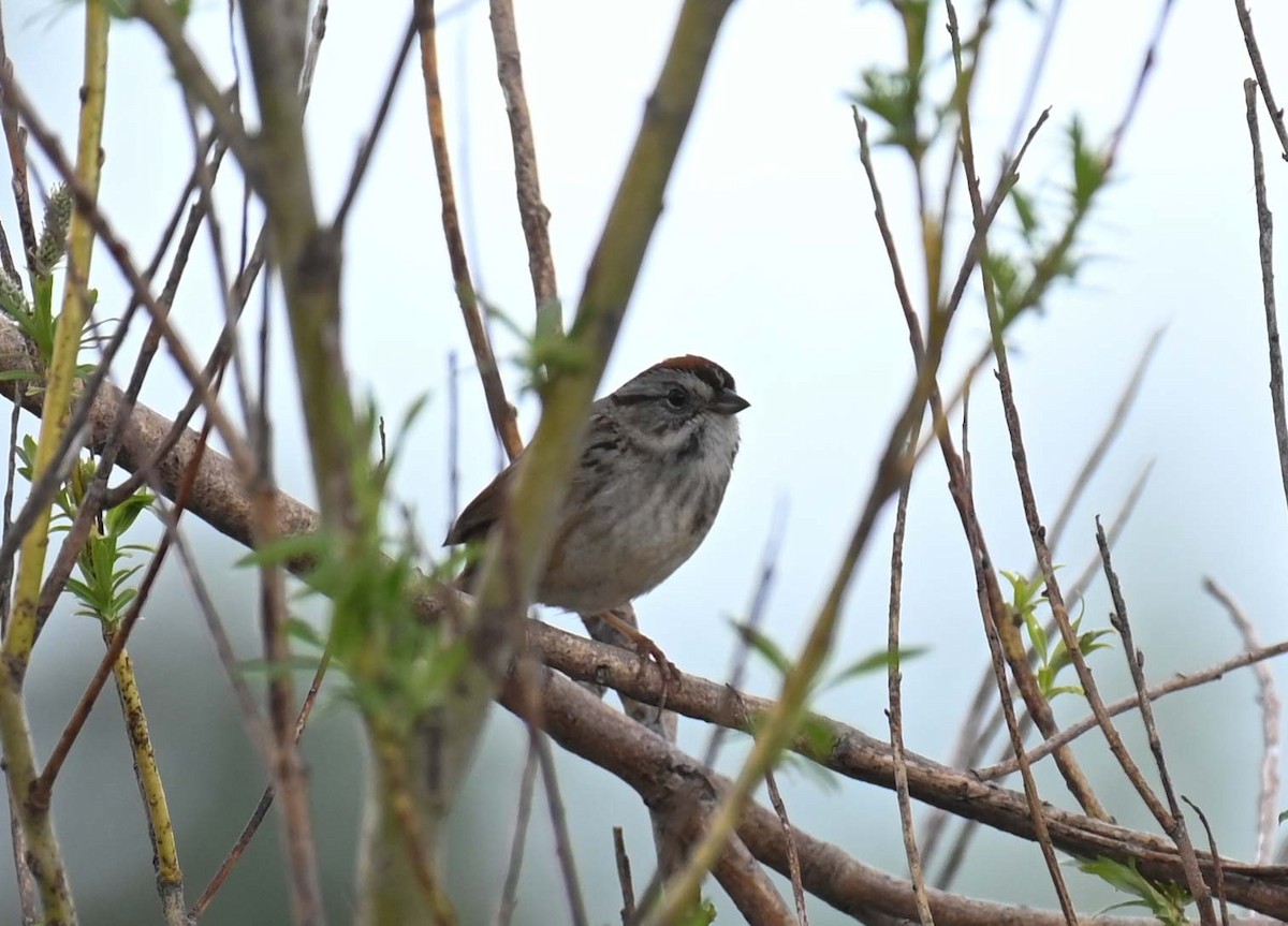 Swamp Sparrow - ML619817137
