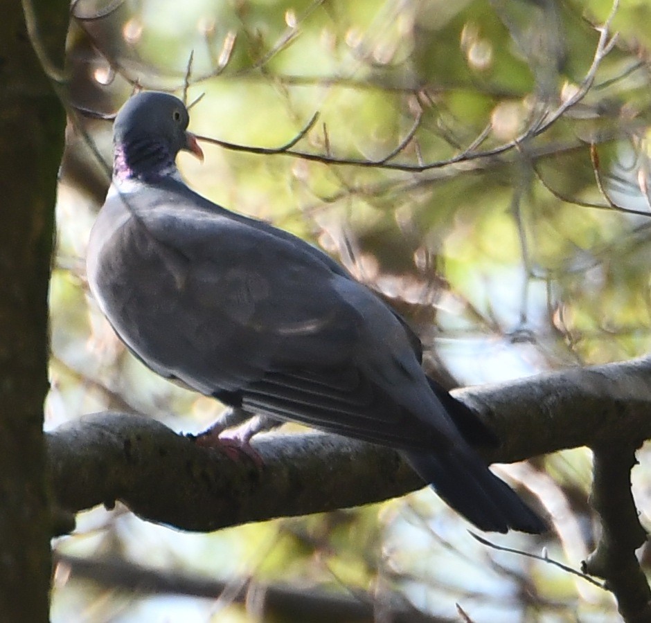Common Wood-Pigeon - ML619817142